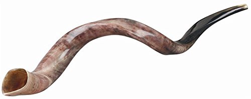 Ultimate Judaica Kosher Shofar Yemenite Horns - Shofar Size XXX-Large - 41.7 inch -47.2 inch 